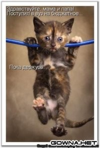 Восхитительно-странные котэ с необъяснимым поведением