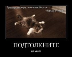 Восхитительно-странные котэ с необъяснимым поведением