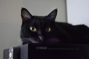 Серьезный парень))). Женщине плюс в карму!
Уличные коты - самые верные и благодарные (убедился на своей кошке, подобранной на улице).