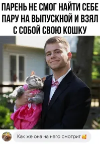 Восхитительно-странные котэ с необъяснимым поведением