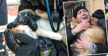 Спасение котиков добавить не мешало бы.