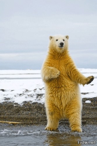 Ну может и медведь поддержит такой перфоманс.