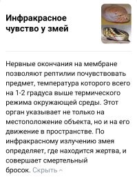 Как хитрые незрячие создания оборудовали в тайной пещере ресторан с системой «всё включено»