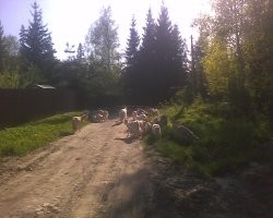А у нас вот так ) 50 км от Москвы.