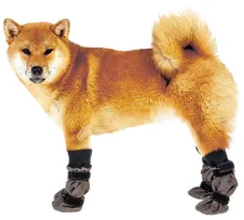 мозгов хватило взять пса в горы ,  но на обувку для него уже не хватило