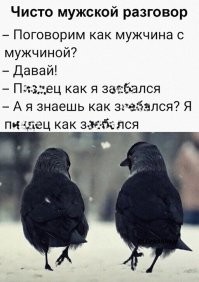 Умный попугай всегда возвращается домой после полётов