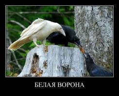 17 удивительных животных альбиносов, чей белоснежный окрас делает их настоящими жемчужинами природы