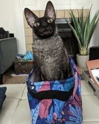 Кот – не только милота, но и котогопота