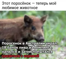 Там опечатка, не сразиться, а спариться