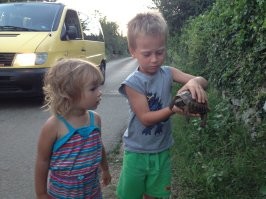 Остановился пропустить черепаху и спровоцировал ДТП