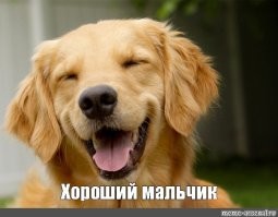 Пёс выбежал на поле и отобрал мяч у футболиста