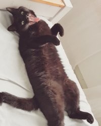 Говорю: иди мышей лови, а он дурку симулирует...