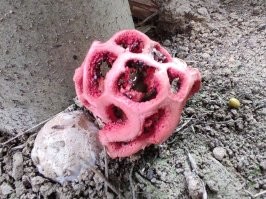 Вот и на даче у меня вырос , привет из Адлера !