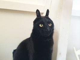 Маленький черный кролик терроризирует город в США