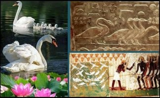 У тебя паршиво и с географией, из зоологией.
Лебеди живут в Египте и жили с древнейших времен.