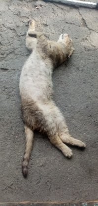 У меня кот тоже устаёт жрать, спать по чердакам шлятся