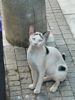 У нас такой на улице живет