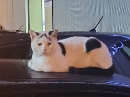 У нас такой на улице живет