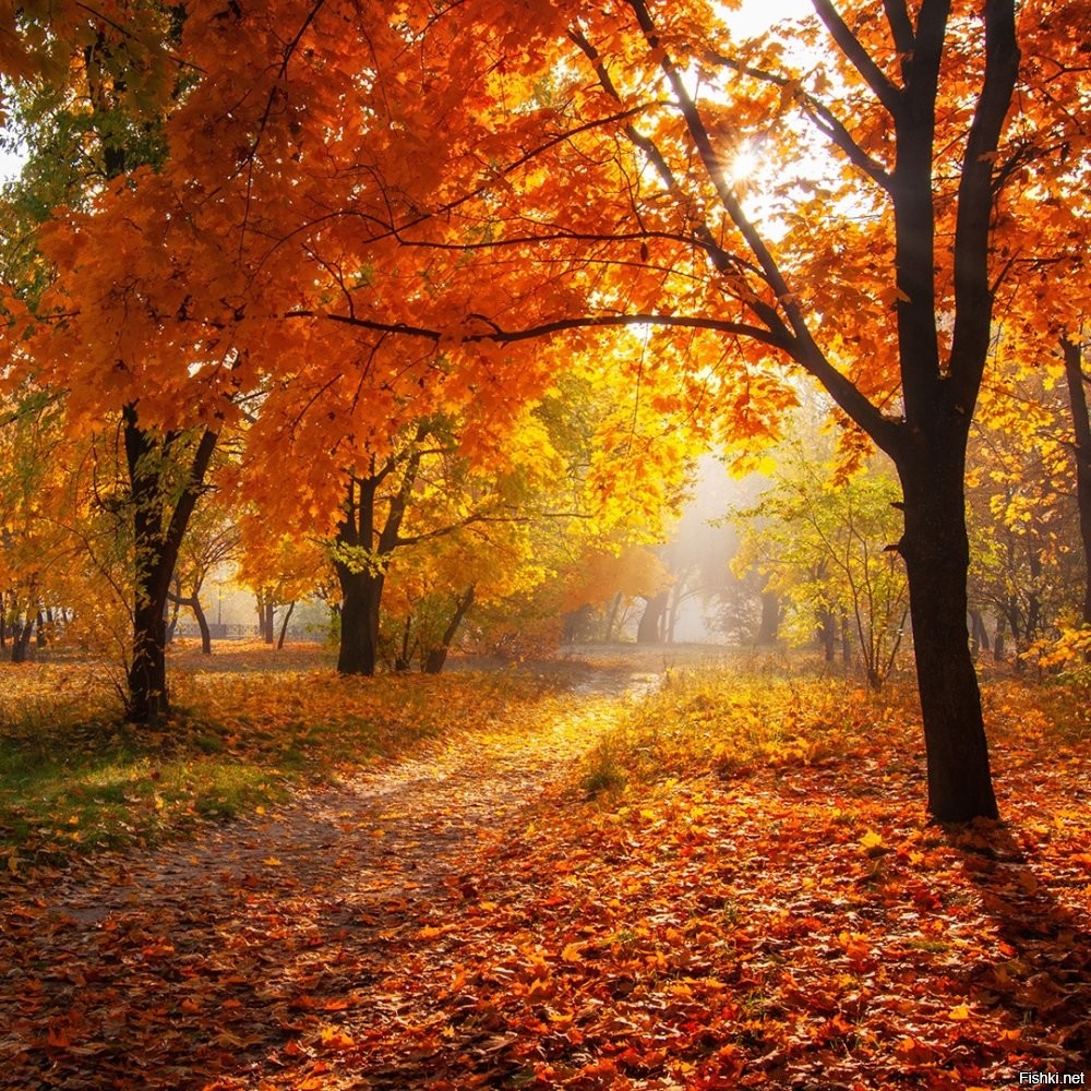 "в природе редко можно встретить большое скопление ярко-оранжевого цвета" - только если на дворе не осень...