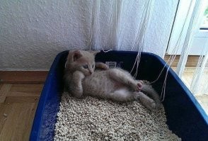 15 угарных питомцев, которые обязательно поднимут настроение