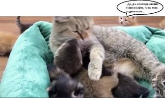 Кошка приютила детёныша выдры