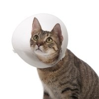 8 наглядных фото очень необычного наказания преступников, которое использовали в Китае до начала ХХ века