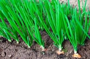 И чо? Моя бабушка тоже всем желающим свой лук показывала... Хвасталась!...)