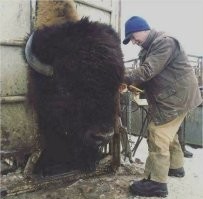 Байден бизона стрижет