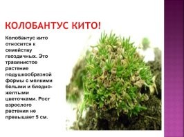 300 километров в час = 83.3 м / с
А что находится подо льдами этого материка? В результате глубокого бурения на глубине полутора километров ученые обнаружили явные следы вулканических извержений и залежи железных руд. Здесь уже найдены алмазы и уран, золото и горный хрусталь. Каждый год приносит исследователям Антарктического материка новые загадки.
Источник:   Загадки Антарктиды.

 В Антарктиде есть только два вида цветковых растений
Богатой флорой материк похвастаться не может. Так, из цветковых здесь присутствуют только колобантус кито и луговик антарктический. Это травянистые вечнозелёные растения, высота которых достигает 5 сантиметров и до 20 сантиметров соответственно. Ещё встречаются мхи, лишайники, микроскопические грибы и водоросли.
Для выживания растениям в Антарктиде пришлось адаптироваться к суровым условиям континента. Чтобы получать необходимую влагу, необходимую для дыхания и фотосинтеза, они впитывают её сразу, а не сохраняют, так как из за сильных ветров вода быстро испаряется.