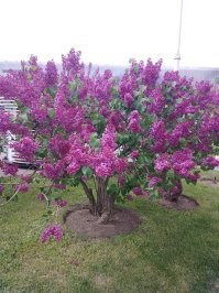 На ВДНХ красивая сирень, если чо