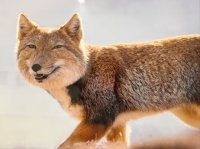 Всё верно, лисы в Китае другие.