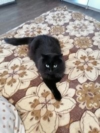 Черные кошки - счастье в доме. Наш <span style='color:gray'>[мат]</span>. Тыкдыки устраивает регулярно, скачет по потолку. Когда шарундулы чикнули, думали будет поспокойнее - хрен вам! Как вы яхту назовете - так она и поплывет!
Бегемотом кличут)))