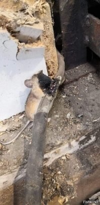 Демотиваторы: соблазн, электричество и котики