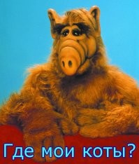 Котонашествие: котик шокирован количеством своих копий