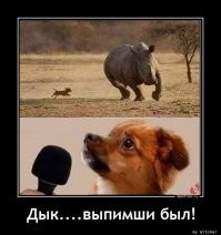 Горбатый кит чуть не врезался в лодку, «до чертиков напугав» людей на борту