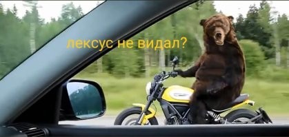 Очевидец заснял погоню медведя за людьми