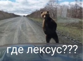 Очевидец заснял погоню медведя за людьми
