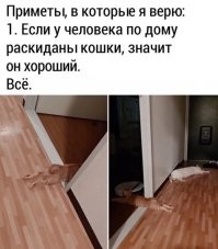 Вообще-то эта картинка смотрится как отличная реклама ПЕРМЕТРИНА, если достали и з@ебали кошки...