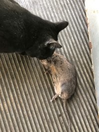 Славная охота кота