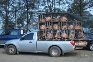 Охренеть! Эти бессмысленные кучи ДНК, надо генерить на СВХ и отправлять на родину большими партиями в грузовых транспортах! Реально заипали уже в край!