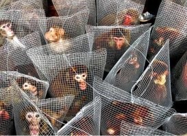 Охренеть! Эти бессмысленные кучи ДНК, надо генерить на СВХ и отправлять на родину большими партиями в грузовых транспортах! Реально заипали уже в край!