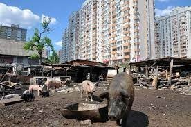 Киев. Осокорки