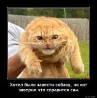 коты разные бывают  :)