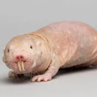 Мистер не крот, скорее, а голый землекоп.