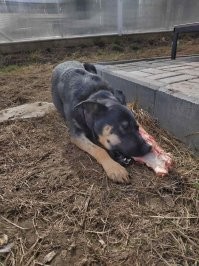 А мы вот такую подобрали, с перебитой лапой и в драном ошейнике. На удивление вообще не одной проблемы с собакой, очень умная. Единственное что она не собака а свинья))) как увидит лужу так туда прыг))))
