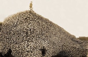 А вот так американцы фотографировались с бизонами в конце 19 века