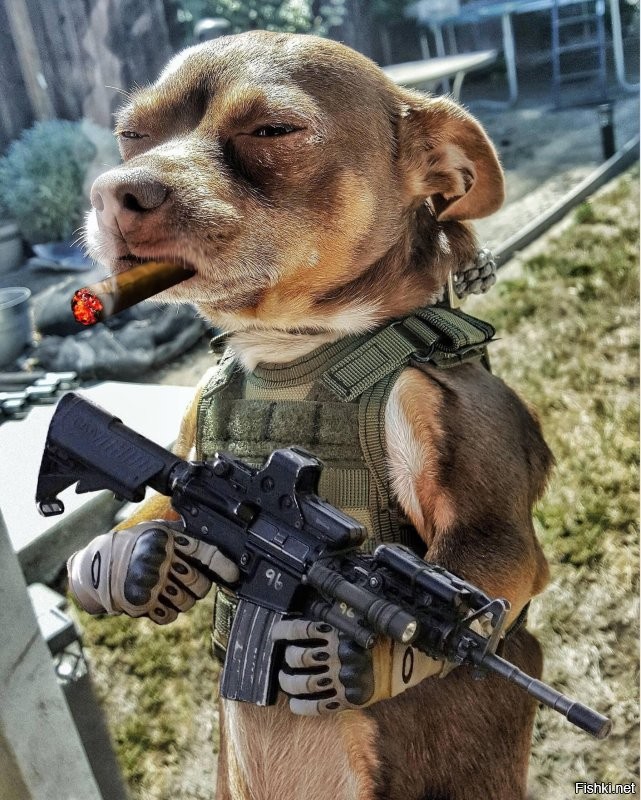 Ждем пёсьего М-16... )