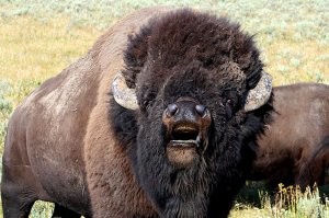 Ану пшла отсюда