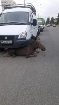Держи из города, на днях на Ушинского.