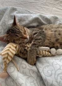 Подобрал кошку с раной на спине. Две операции и она снова носится как ракета. Думал подлечу и выпущу на улицу, но разве такую милоту выпустишь в этот жестокий мир?